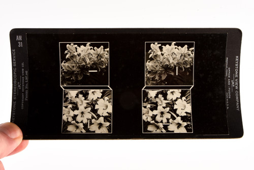 Keystone Stereoview Photo - AN31 Zeta Unit - Gold Banded & Full Bloom Lilies V20
