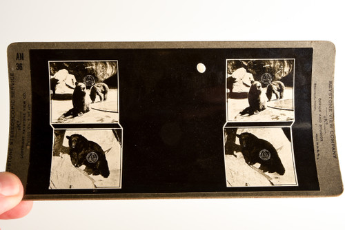 Keystone Stereoview Photo - AN36 Zeta Unit - Alaska and Black Bear V23