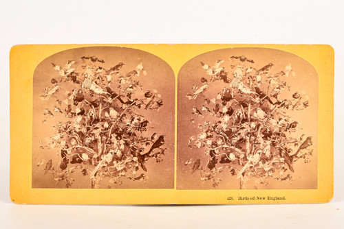 1870s Kilburn Bros Stereoview Photo 7x3½" - Birds of New England No 428 V25