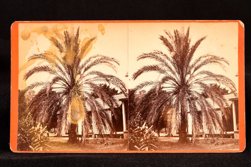Date Palm Tree Mandarin Florida St Johns River Mammoth Stereoview Photo 7×4" V25
