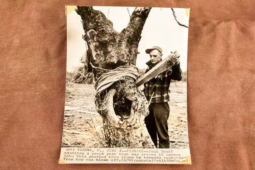Vienna Ohio Tornado Damage Tree Impaled by Porch Post 1947 AP Wirephoto V36