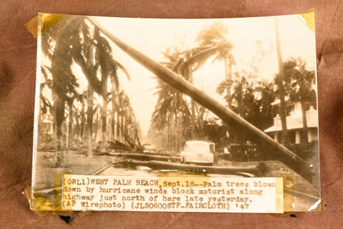 West Palm Beach Hurricane Damage Palm Trees 7⅝x5⅜ 1947 AP Wire Photo V36