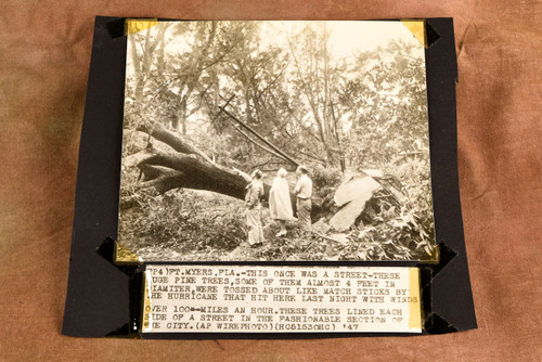 Fort Myers Hurricane Topples Huge Pine Trees 8¾x7¾ 1947 AP Wire Photo V37