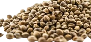 Cannabis Seeds
