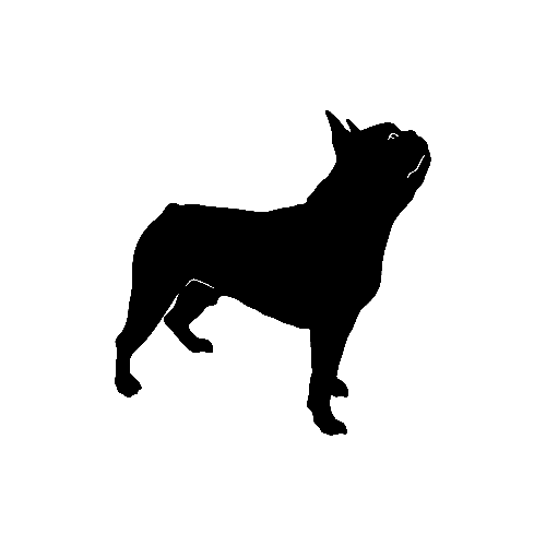 Boston Terrier ver2  Vinyl Decal High glossy, premium 3 mill vinyl, with a life span of 5 - 7 years!