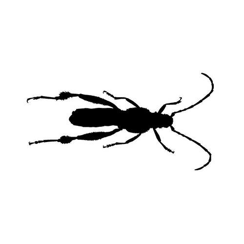 Insect ver1   Vinyl Decal High glossy, premium 3 mill vinyl, with a life span of 5 - 7 years!