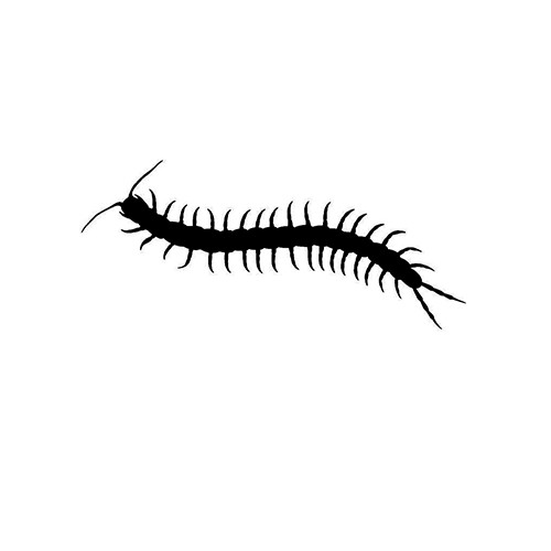 Centipede   Vinyl Decal High glossy, premium 3 mill vinyl, with a life span of 5 - 7 years!