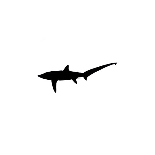Thresher Shark Decal High glossy, premium 3 mill vinyl, with a life span of 5 - 7 years!