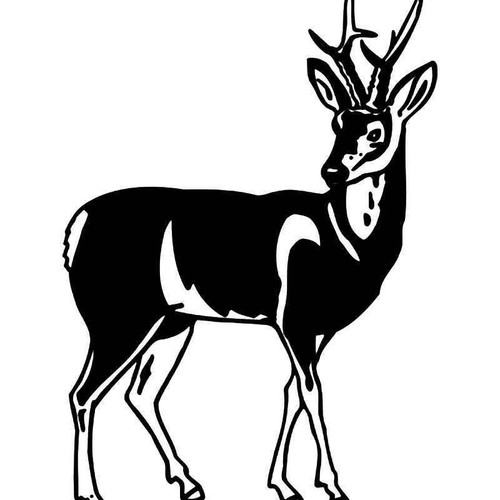 Deer Buck 13 Vinyl Sticker