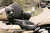 Removable Driver Backrest 08220370