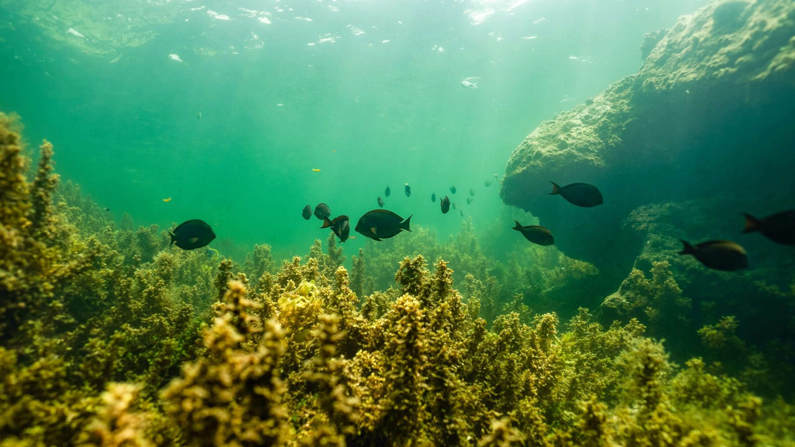 ocean positive
