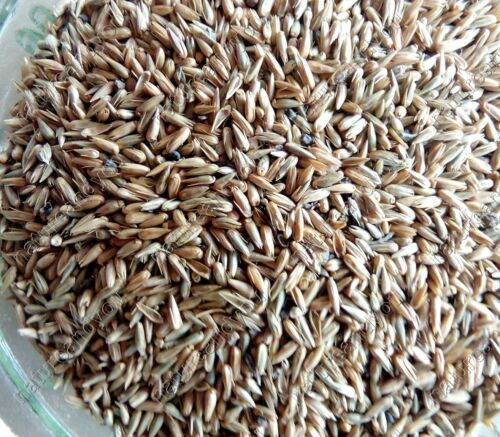 Organic Apamarg (Achyranthes Aspera)  Aspera Seeds Chirchita Chirchira Seeds 50g