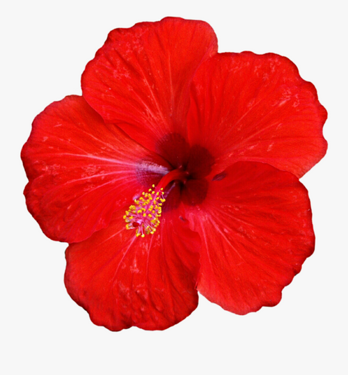 Hibiscus oil, also known as hibiscus flower oil or hibiscus seed oil, is derived from the seeds of the hibiscus plant (Hibiscus sabdariffa). It is a natural oil that offers various potential benefits for the skin and hair. Here are some common uses and considerations regarding the dosage of hibiscus oil:

Skin Moisturizer: Hibiscus oil can be applied topically to moisturize the skin and help maintain its natural hydration. It may also have antioxidant properties that can help protect the skin from damage caused by free radicals.

Hair Care: Hibiscus oil is often used in hair care products due to its potential to nourish and strengthen the hair. It may help condition the hair, reduce frizz, and promote healthy hair growth.

Scalp Health: The oil can be applied to the scalp to help nourish and moisturize it, potentially reducing dryness and itchiness. Some people use hibiscus oil to address issues like dandruff and scalp irritation.

Massage Oil: Hibiscus oil can be used as a base oil for massage, providing a soothing and relaxing experience. It can be combined with other essential oils for additional benefits.

Dosage of hibiscus oil:

When it comes to topical application, there is no specific dosage for hibiscus oil since it is primarily used externally. It is generally safe for most people, but it's always a good idea to perform a patch test on a small area of skin before using it extensively. This helps ensure that you don't have any adverse reactions or allergies to the oil.

To use hibiscus oil, you can apply a small amount to the desired area of the skin or scalp and gently massage it in. You can also mix it with carrier oils like coconut oil or jojoba oil for better spreadability and dilution. As with any new product, it's a good practice to start with a small amount and observe how your skin or hair responds before increasing the quantity.