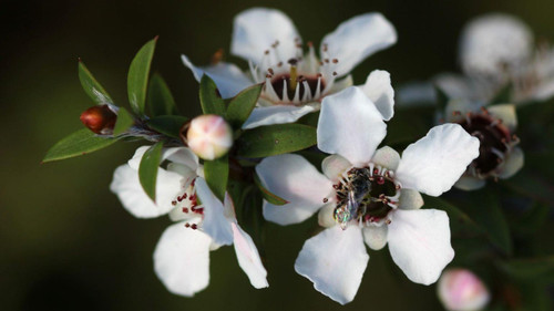 Manuka essential oil is derived from the leaves and branches of the Manuka tree (Leptospermum scoparium), which is native to New Zealand. It is known for its unique properties and potential health benefits. Here are some of the benefits associated with Manuka essential oil:

Antibacterial and Antifungal Properties: Manuka essential oil possesses strong antibacterial and antifungal properties. It may help in inhibiting the growth of various bacteria and fungi, including those that are resistant to conventional antibiotics.

Skin Health: Manuka essential oil is often used in skincare products due to its potential benefits for the skin. It may help in treating acne, reducing blemishes, and promoting overall skin health. The oil's antibacterial properties can assist in combating the bacteria that contribute to skin issues.

Wound Healing: Manuka essential oil may aid in the healing of wounds and cuts. It can provide a protective barrier against infections and promote tissue regeneration. Its antimicrobial properties can help prevent the growth of harmful bacteria on the wound.

Respiratory Health: Inhalation of Manuka essential oil may offer respiratory benefits. It may help in relieving congestion, coughs, and other respiratory symptoms associated with colds, flu, or allergies. The oil's antimicrobial properties may also assist in combating respiratory infections.

Relaxation and Stress Relief: Manuka essential oil is often used in aromatherapy to promote relaxation and relieve stress. Its soothing aroma can help calm the mind, reduce anxiety, and enhance overall well-being.

Anti-inflammatory Effects: The oil has shown anti-inflammatory properties, which may help in reducing inflammation and associated symptoms. It could potentially be used to alleviate joint pain, muscle soreness, and inflammatory skin conditions.

Manuka essential oil can be used in various ways depending on the desired benefits. Here are some common uses of Manuka oil:

Topical Application: Dilute Manuka essential oil with a carrier oil such as coconut oil or almond oil before applying it to the skin. It can be used to address skin issues like acne, blemishes, or minor wounds. Apply a small amount to the affected area and gently massage it in. Remember to perform a patch test before applying it to larger areas to check for any adverse reactions.

Aromatherapy: Add a few drops of Manuka essential oil to a diffuser or vaporizer to enjoy its aromatic benefits. Inhaling the scent of the oil can help promote relaxation, relieve stress, and create a calming environment.

Steam Inhalation: If you have respiratory congestion or cold symptoms, you can try steam inhalation with Manuka essential oil. Add a few drops to a bowl of hot water, place a towel over your head to create a tent, and inhale the steam for a few minutes. This can help relieve congestion and provide respiratory support.

Massage: Combine Manuka essential oil with a carrier oil to create a massage blend. This can be used to promote relaxation, relieve muscle soreness, or reduce inflammation. Mix a few drops of Manuka oil with a carrier oil like jojoba oil or sweet almond oil and massage it into the skin.

Skincare: Incorporate Manuka essential oil into your skincare routine. You can add a few drops to your facial cleanser, moisturizer, or DIY face masks. This can help address skin issues such as acne, blemishes, or oily skin.

Bathing: Add a few drops of Manuka essential oil to your bathwater for a relaxing and aromatic bath experience. The oil can help soothe the mind, promote relaxation, and provide a sense of well-being.