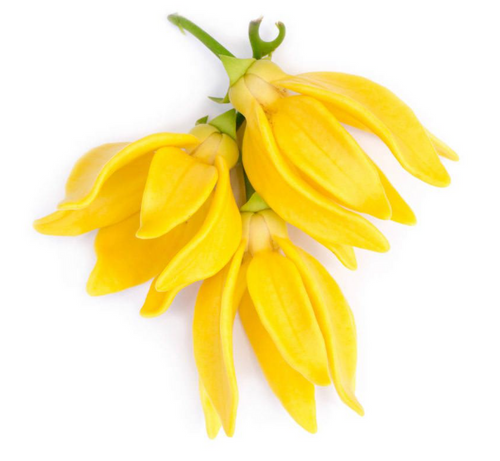 Ylang ylang oil is derived from the flowers of the Cananga odorata tree, native to Southeast Asia. It is highly valued for its unique floral scent and has been used for various purposes, including aromatherapy and skincare. Here are some potential benefits associated with ylang ylang oil:

Relaxation and Mood Enhancement: Ylang ylang oil is renowned for its calming and uplifting properties. In aromatherapy, it is often used to promote relaxation, reduce stress, and alleviate anxiety. The pleasant floral aroma of ylang ylang oil can help uplift the mood and create a sense of well-being.

Aphrodisiac Effects: Ylang ylang oil is commonly used as an aphrodisiac due to its exotic and sensual fragrance. It is believed to enhance libido, stimulate desire, and promote a romantic atmosphere.

Balancing and Regulating the Nervous System: Ylang ylang oil has a balancing effect on the nervous system, making it beneficial for those experiencing tension, nervousness, or restlessness. It can help calm the mind and promote a sense of inner peace.

Skincare Benefits: Ylang ylang oil has moisturizing and nourishing properties, which can benefit the skin. It may help maintain skin hydration, improve elasticity, and promote a healthy complexion. Additionally, ylang ylang oil is known for its antiseptic properties, making it useful for treating minor skin irritations and blemishes.

Hair Care: Ylang ylang oil is often used in hair care products due to its ability to nourish and promote healthy hair growth. It may help balance scalp oil production, reduce dandruff, and improve the overall condition of the hair.

Antimicrobial Properties: Ylang ylang oil exhibits antimicrobial activity against certain bacteria and fungi. It can be used topically to help prevent skin infections or as a natural alternative in homemade cleaning products.

Blood Pressure Regulation: Some studies suggest that ylang ylang oil may help regulate blood pressure and heart rate. It has a calming effect on the cardiovascular system and may assist in reducing hypertension and promoting overall cardiovascular health.

Respiratory Support: Inhaling the aroma of ylang ylang oil may provide respiratory benefits. It can help open up the airways, relieve congestion, and ease symptoms of respiratory conditions like coughs and colds.