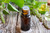 Organic Tulsi / holy basil Oil  50ml
