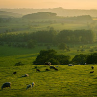 The Provenance of Welsh Lamb