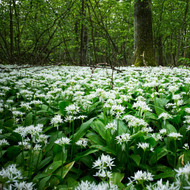 A Guide to Wild Garlic: Foraging & Recipes