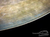 1940s 50s Zildjian Avedis Trans Stamp 21" Crash Ride Cymbal : 2110 : SOLD
