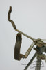1920s-40s Vintage Snare Drum Stand Unmarked Trapp Drum Set : SN01