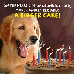 Dog Themed Greetings Card Bigger Cake Dog Themed Greetings Card Bigger Cake