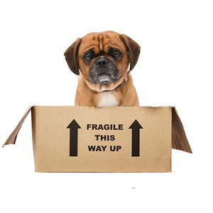 Pug Surprise Gift Box for Dog Lovers Pug Surprise Gift Box for Dog Lovers