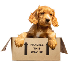 Golden Retriever Surprise Gift Box for Dog Lovers