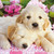 Notecards - Puppies & Flowers Design 01