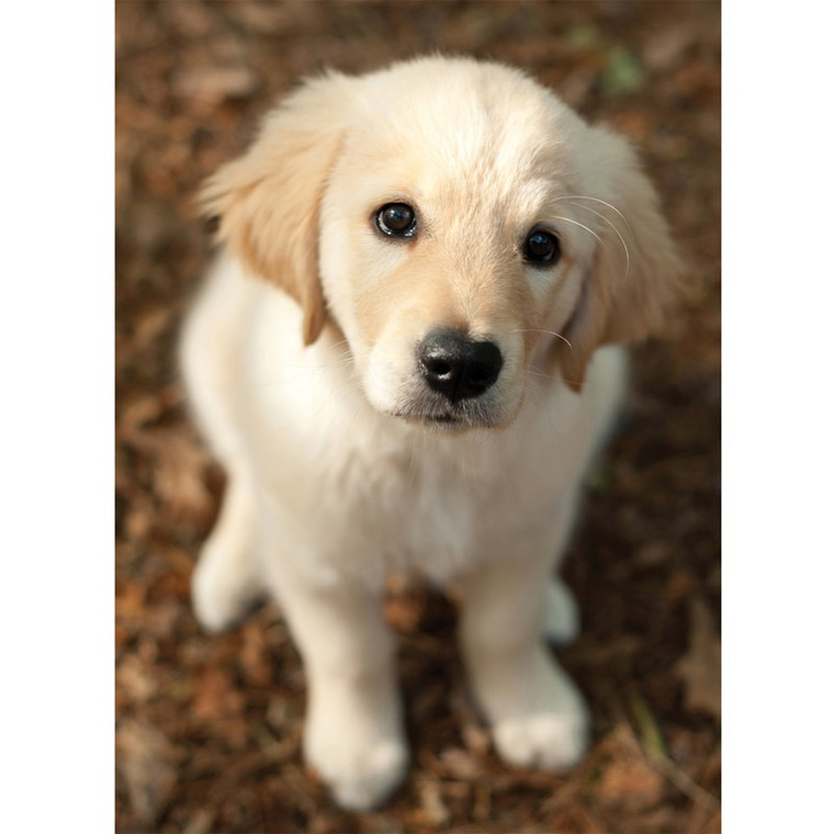 Dog Greetings Card Blank - Dog Looking Up
