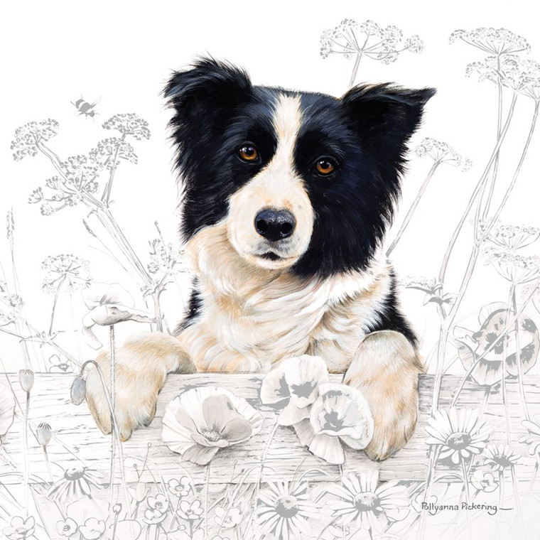 Countryside Collection Greetings Card - Border Collie