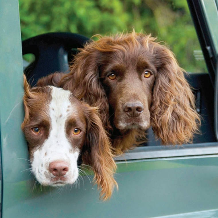 Countryside Collection Greetings Card - Farmers Springer Spaniels