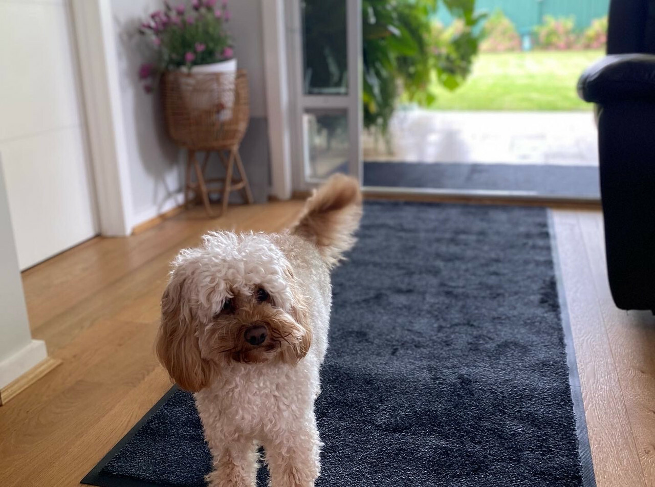 Puppy on Absorbent door mat