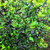 Nutritional Interventions for the Medical Herbalist