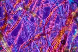 biofilms.jpeg