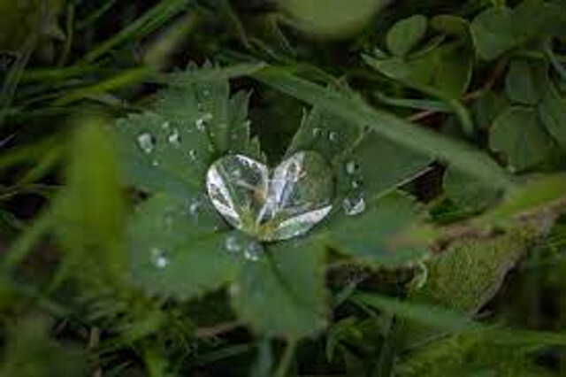 herbs-for-spiritual.jpg