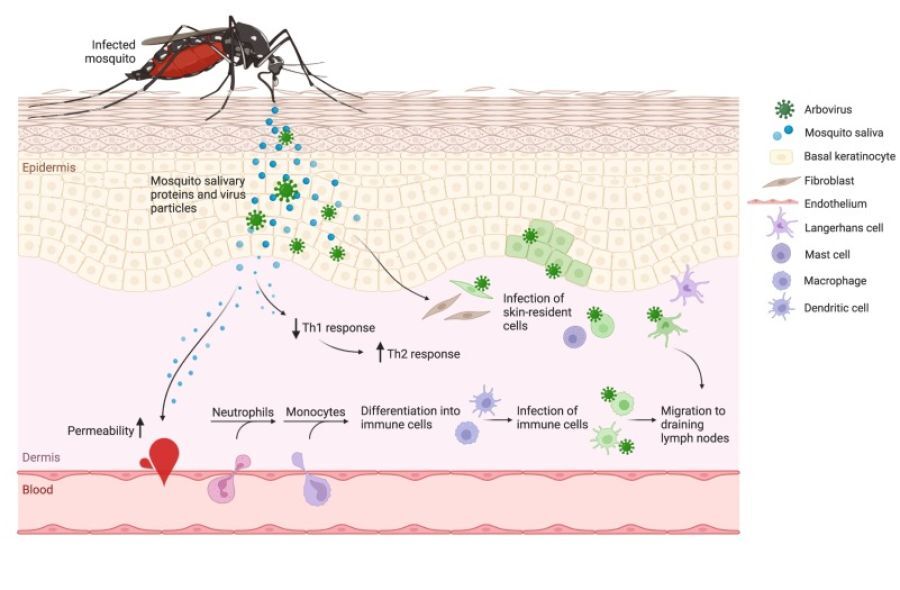 img-arboviruses-and-neuroinvasive.jpeg