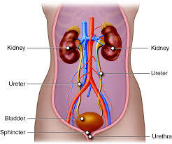 img-herbal-therapeutics-for-the-urinary.jpeg