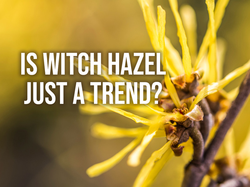Fad or Fact? The Many Uses and Benefits of Witch Hazel