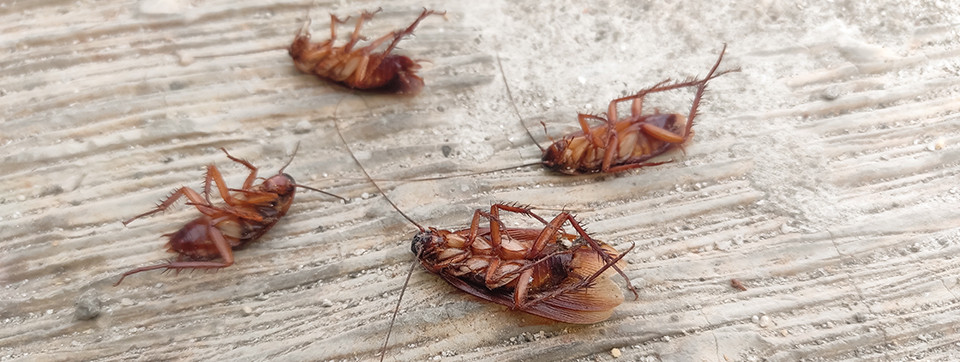 Why Your Crawl Space Attracts Pests and How to Fix It
