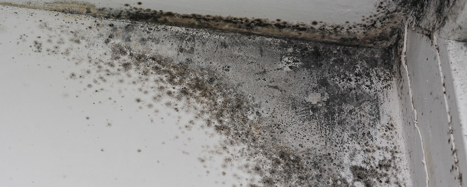 Preventative Measures to Halt Mold Growth at Home