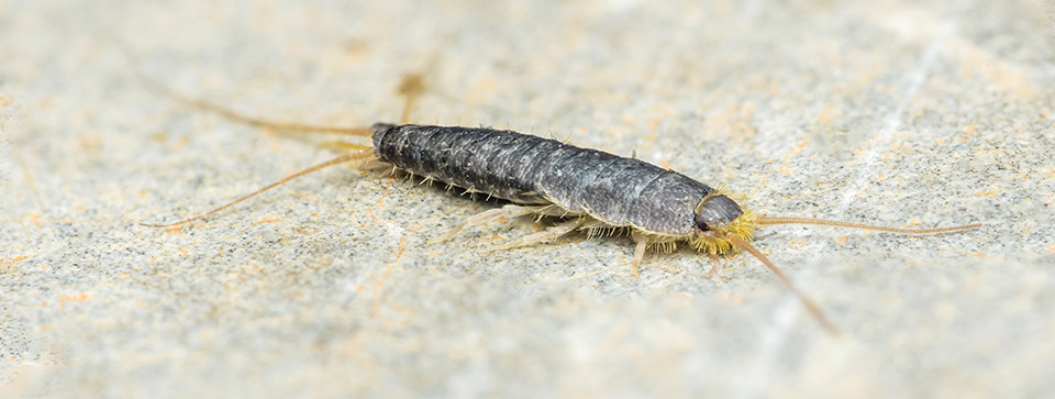 Camel Crickets, Silverfish, and Spiders: What Crawl Space Bugs Reveal About Hidden Humidity