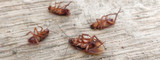 Why Your Crawl Space Attracts Pests and How to Fix It