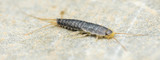 Camel Crickets, Silverfish, and Spiders: What Crawl Space Bugs Reveal About Hidden Humidity
