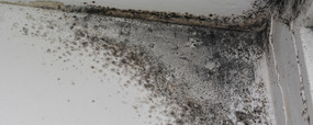 Preventative Measures to Halt Mold Growth at Home