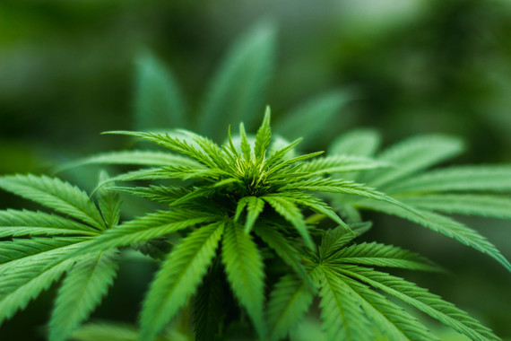 What Is THCa Flower?