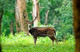 Small Exotic Deer