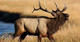 Elk