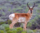 Antelope