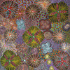 Jessie Hunter Petyarre - MB063090