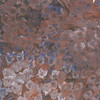 Emily Kame Kngwarreye - MB001909